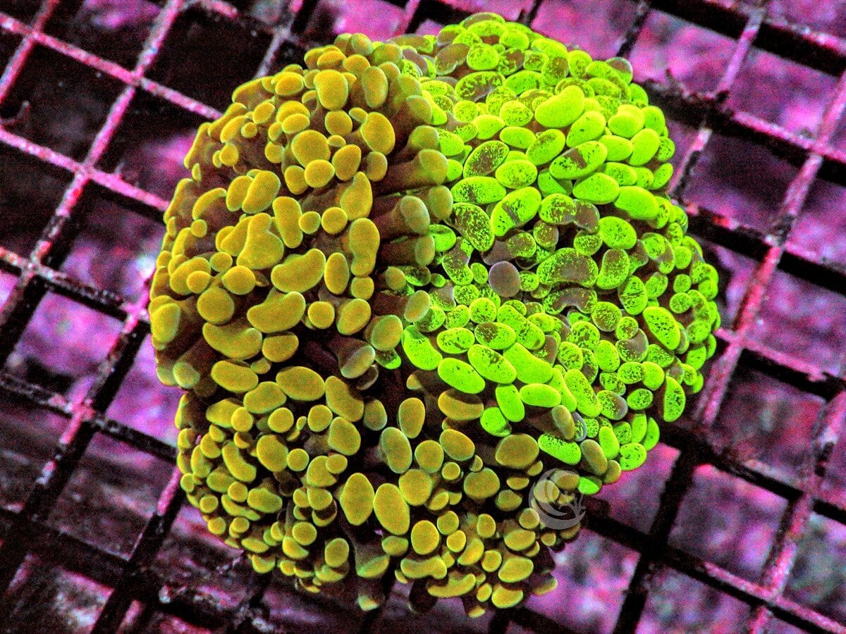 Ultra Branching Hammer Garden