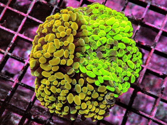 Ultra Branching Hammer Garden