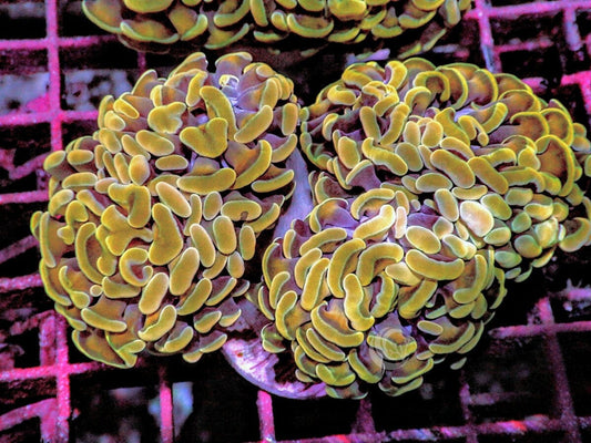 Gold Branching Hammer