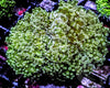 Mint Frogspawn divisa