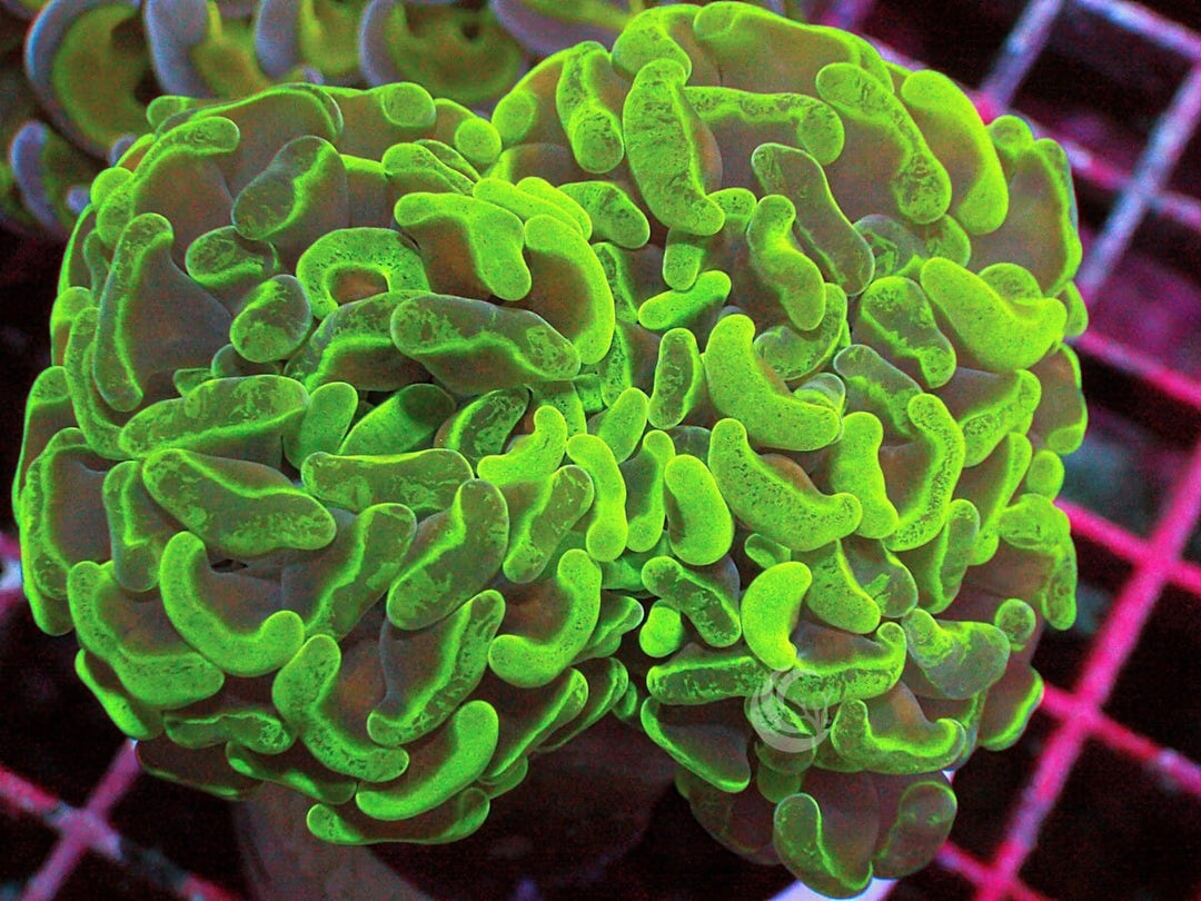  Gold Stem Branching Hammer