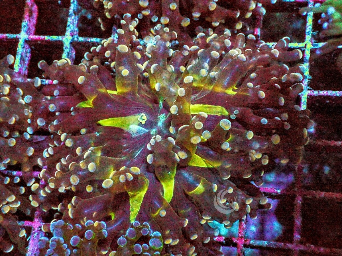 Yellow Streaked Orange-red Branching Frogspawn