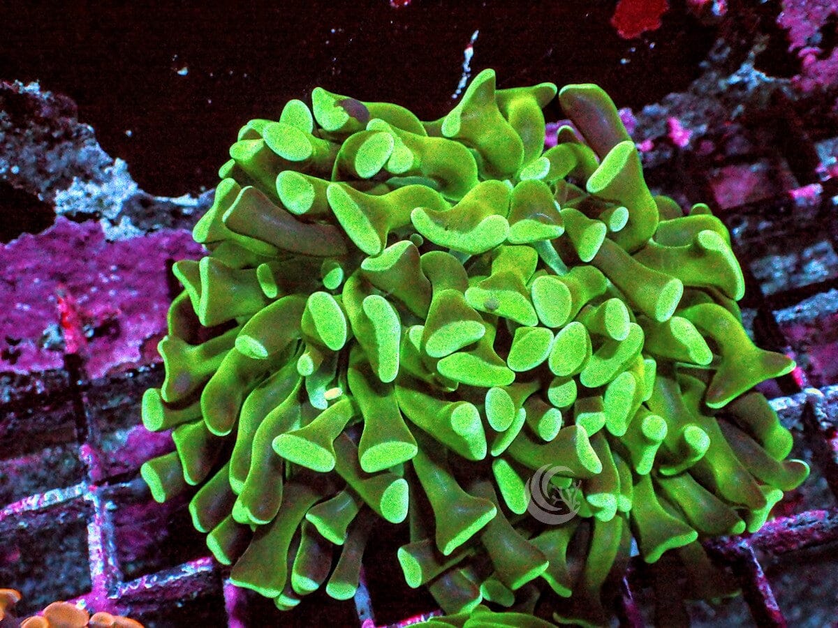 Double Mint Branching Hammer