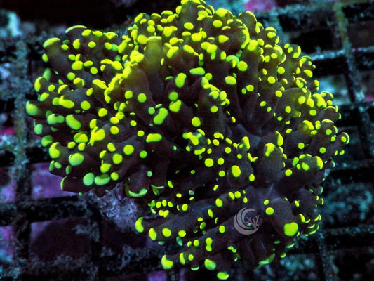 Yellow-Green tip Branching Frogspawn
