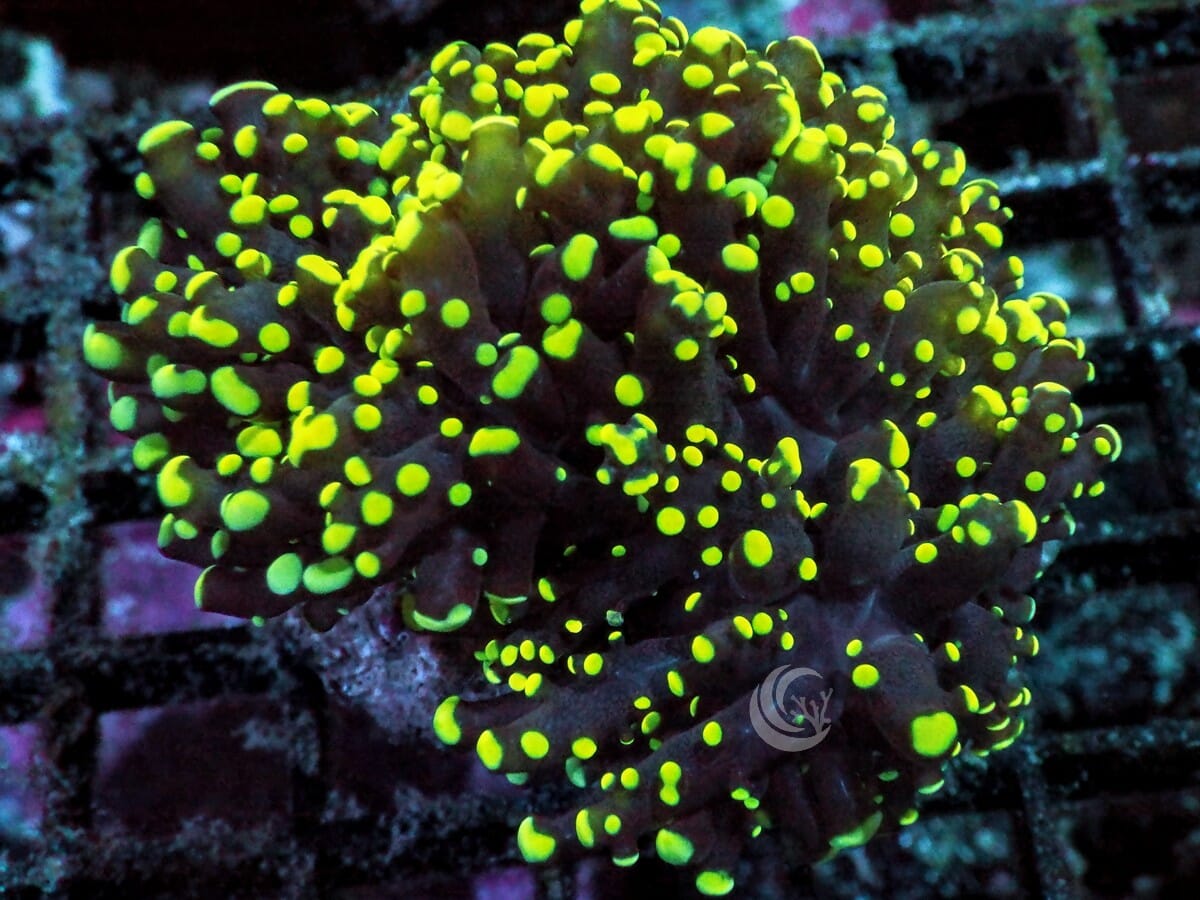 Yellow-Green tip Branching Frogspawn
