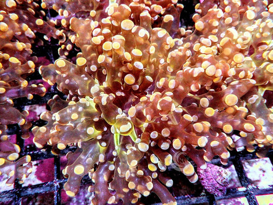 Orange Branching Frogspawn