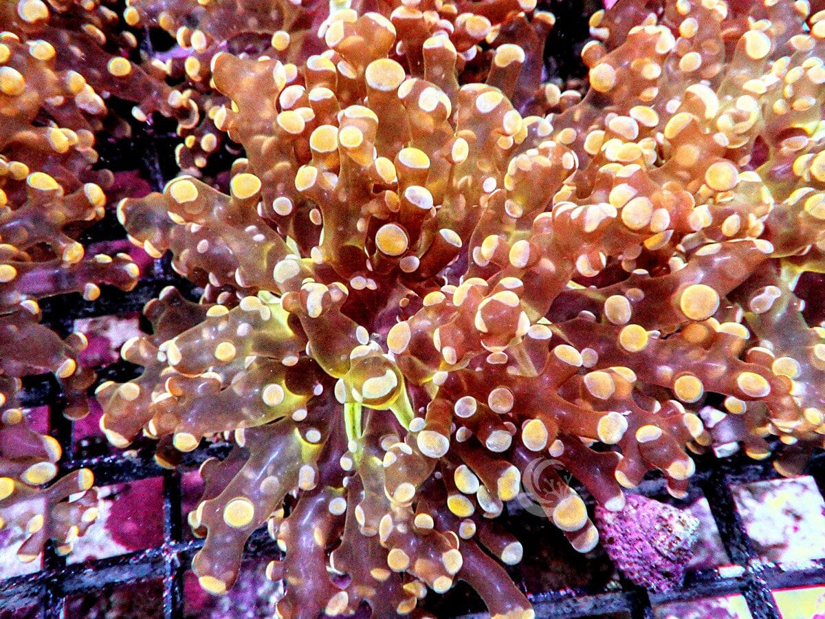 Orange Branching Frogspawn