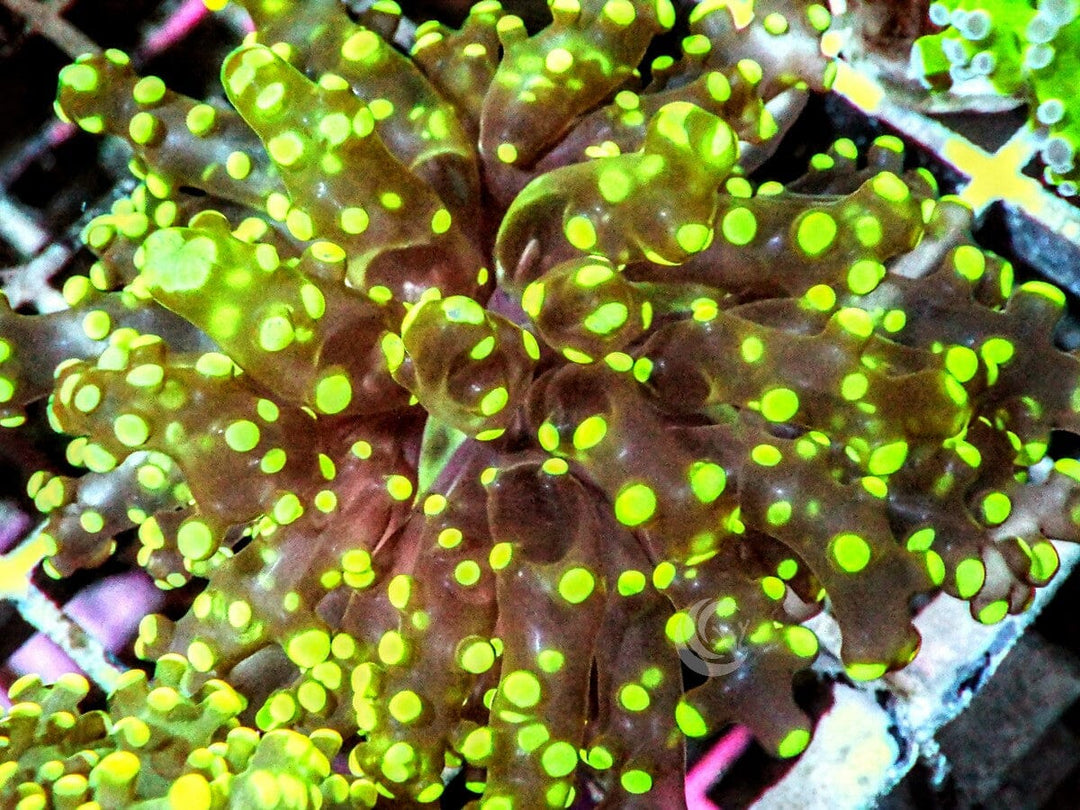 Neon tip Branching Frogspawn
