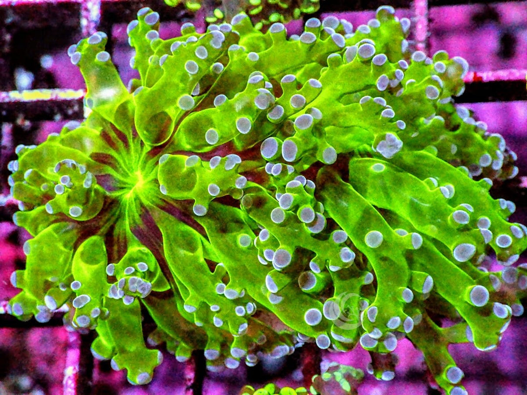 Purple tip Branching Frogspawn