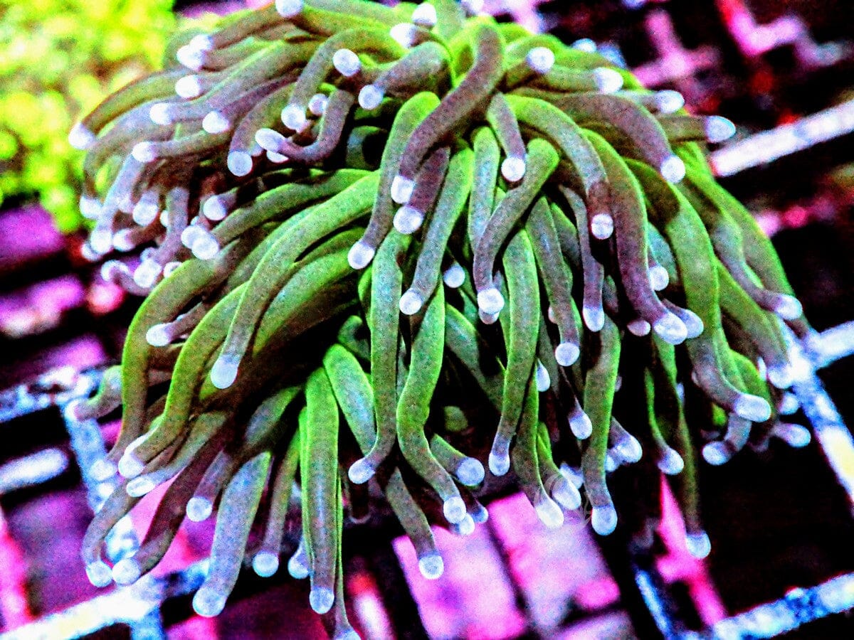 Blue tip Green Torch