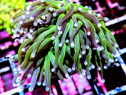 Blue tip Green Torch