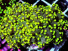 Branching Neon tip Frogspawn