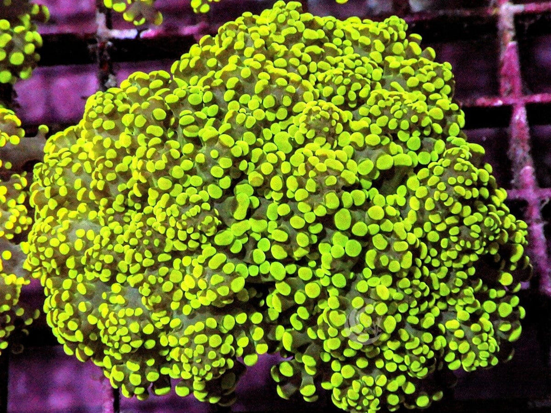 Lemon-Lime Branching Frogspawn