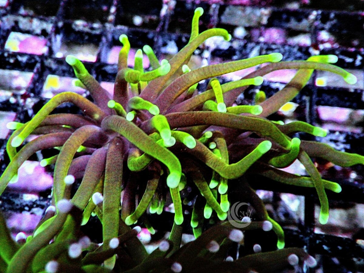 Dark Roots Torch