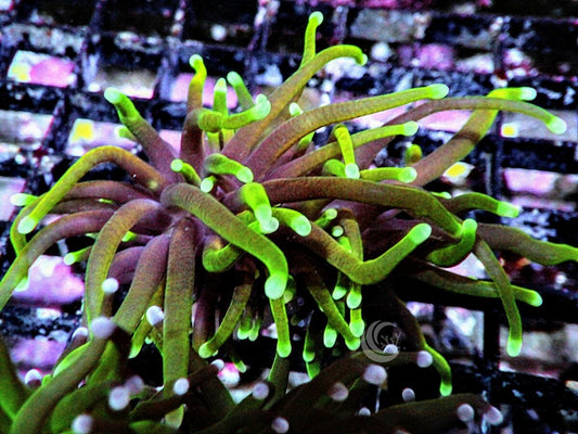 Dark Roots Torch