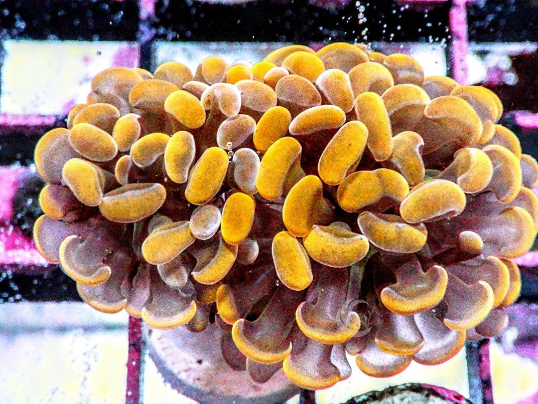 Orange-Gold Branching Hammer