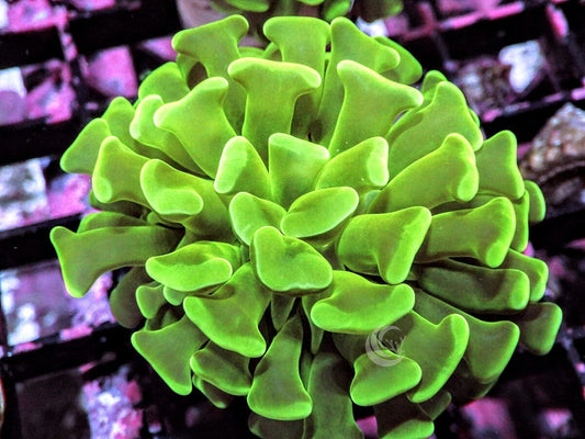 Green Branching Hammer