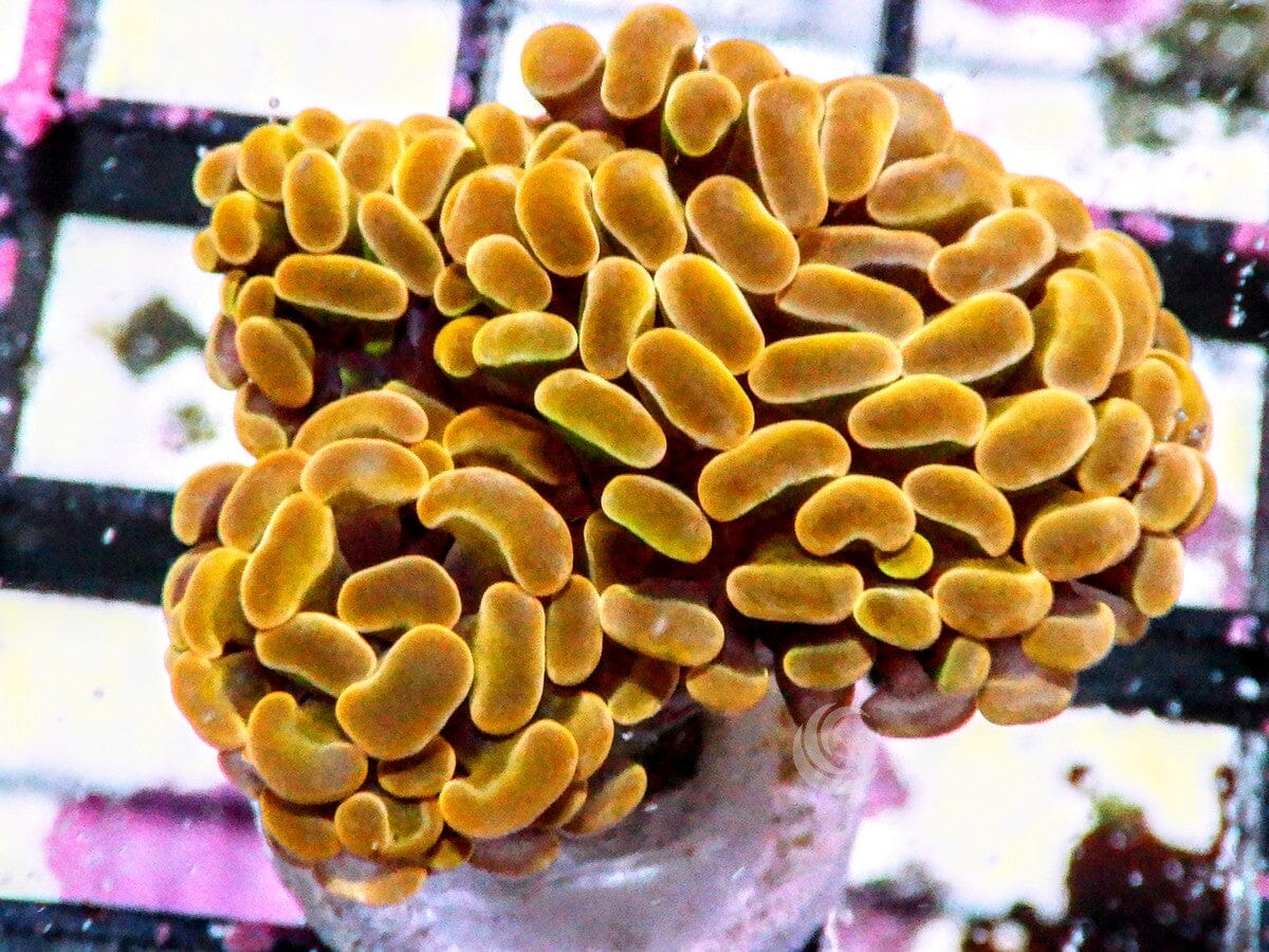 Orange-Gold Branching Hammer