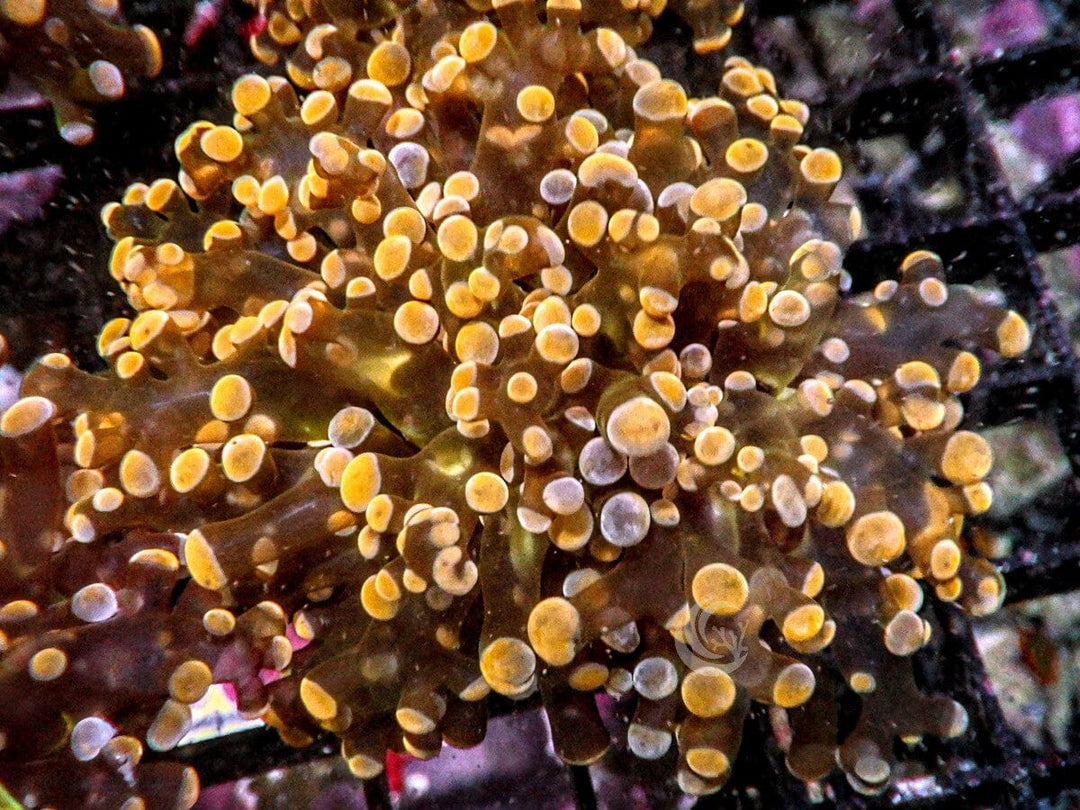 Orange-Gold Branching Hammer