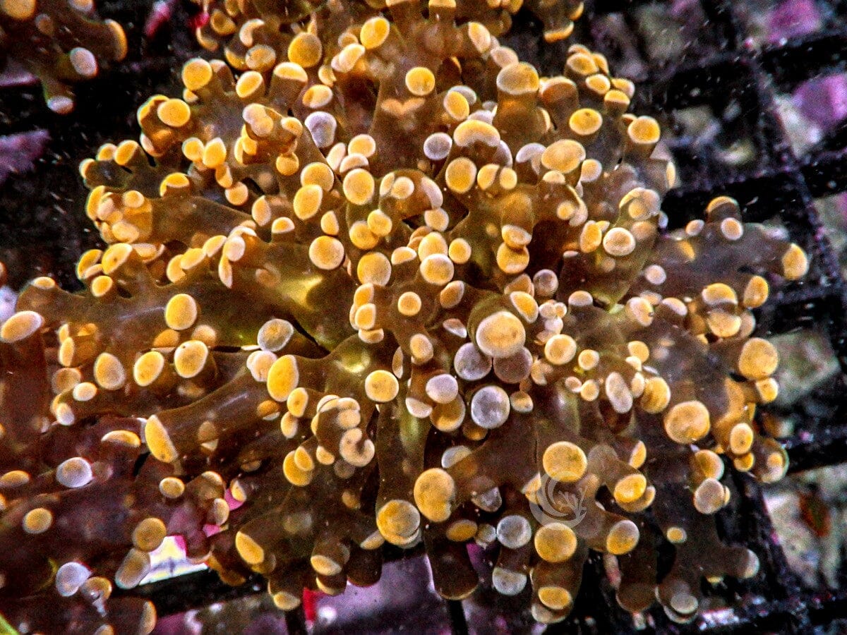 Orange-Gold Branching Hammer