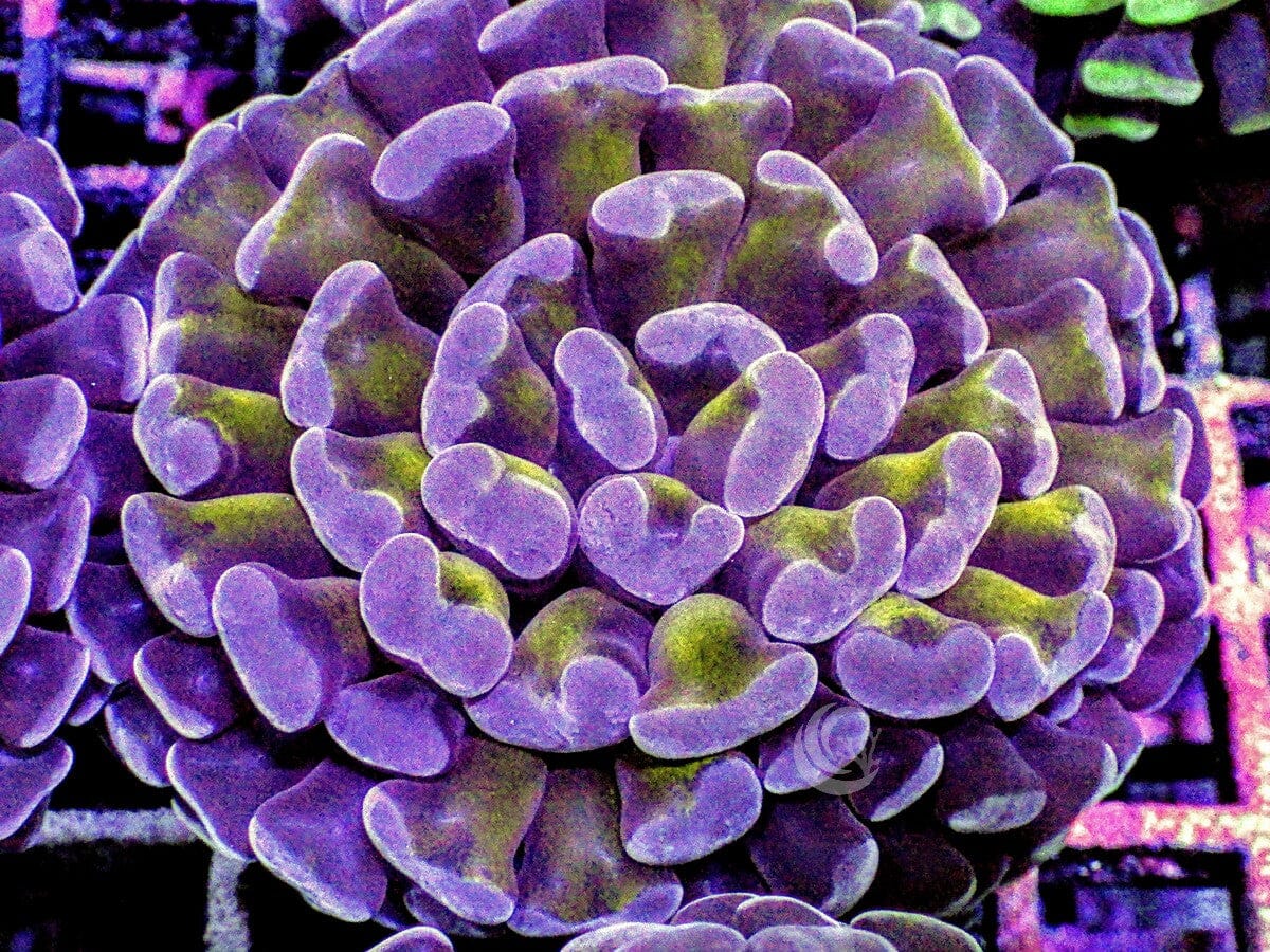 Purple tip Gold Branching Hammer