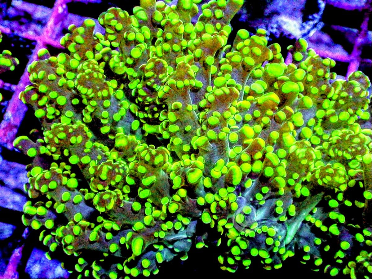 Lime tip Branching Frogspawn