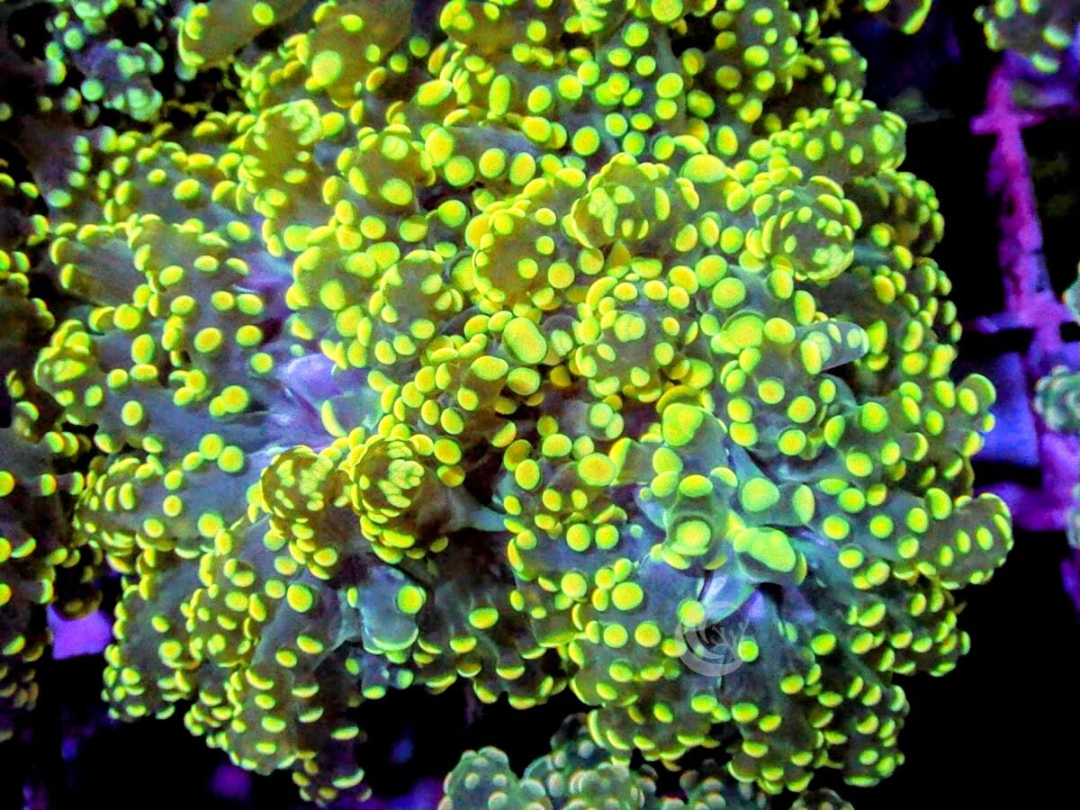 Yellow Branching Frogspawn