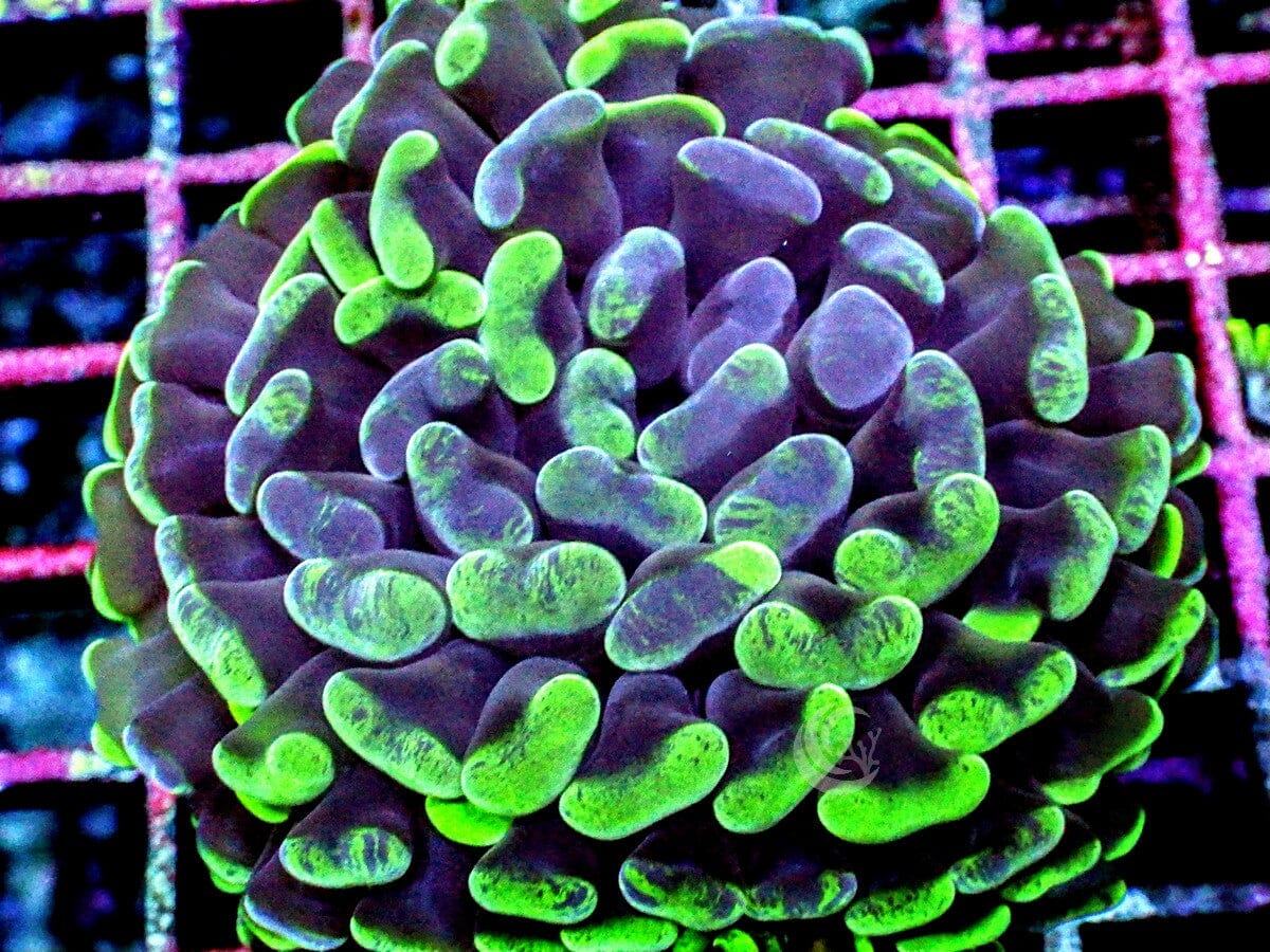 Splattered Branching Hammer