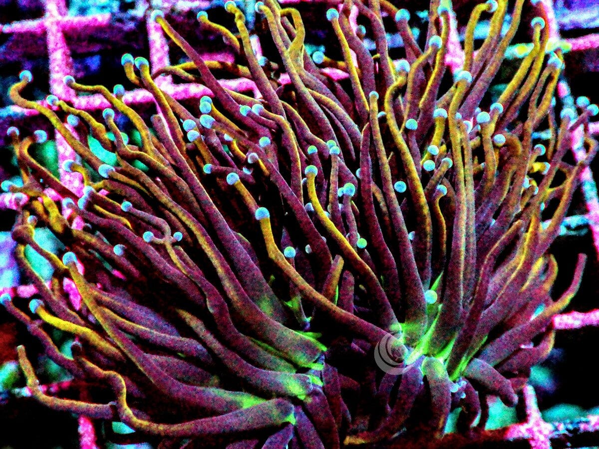 Fire Breathing Dragon Torch