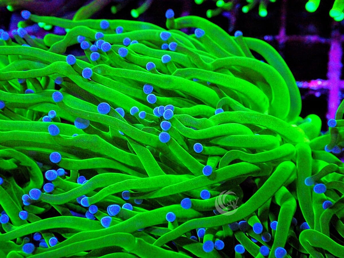 Blue tip Torch