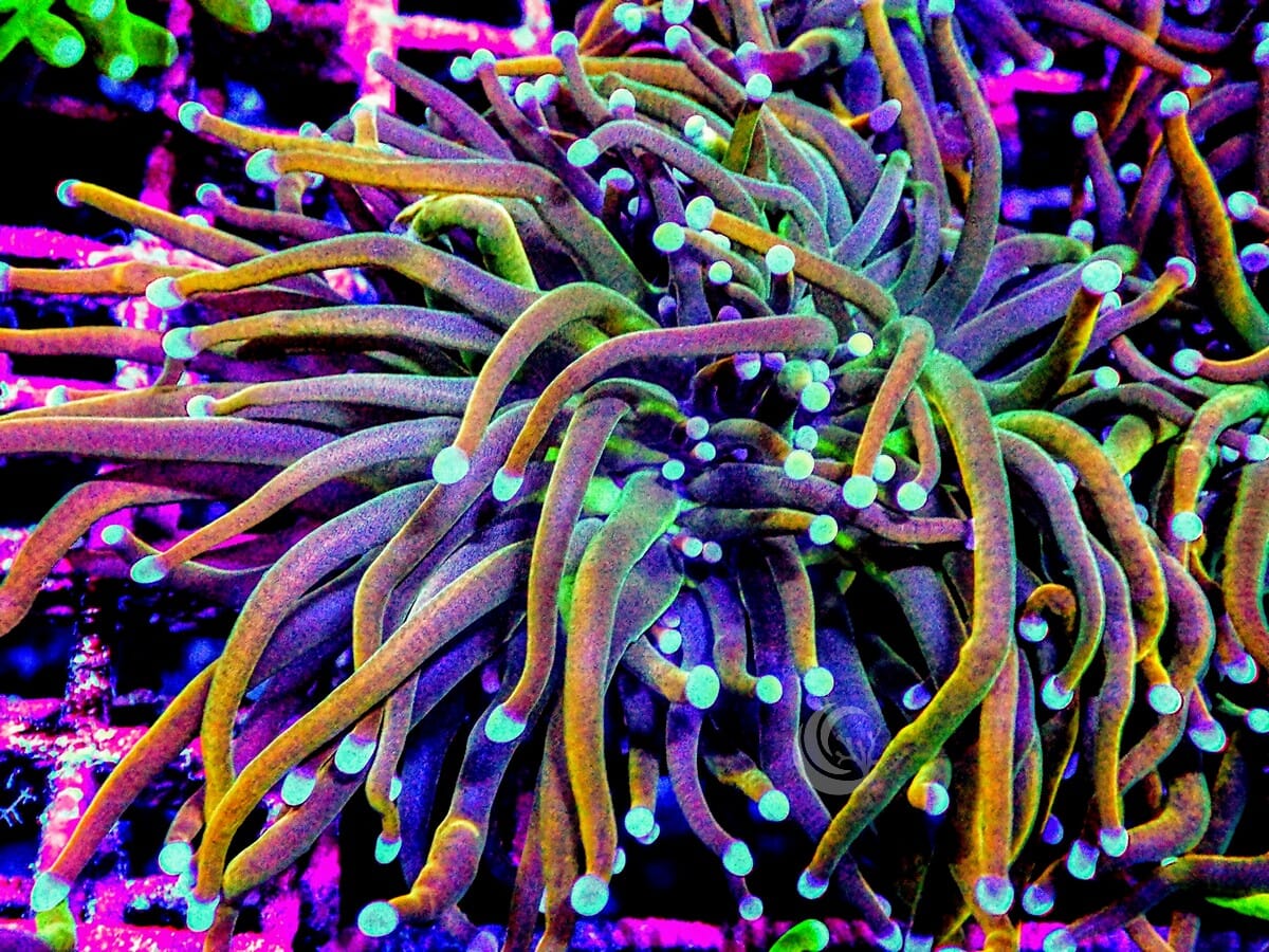 Over The Rainbow Torch