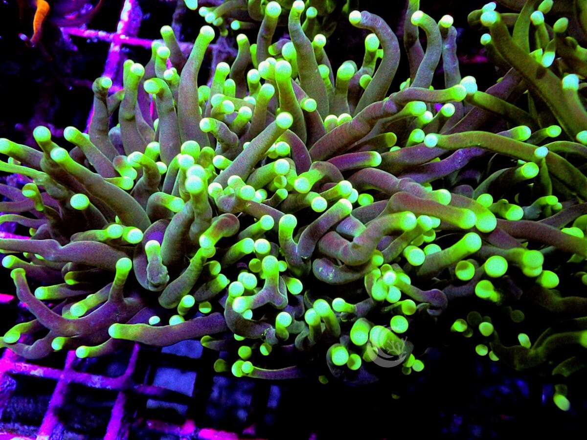 Dark Roots Torch