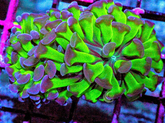 Purple tip Green Branching Hammer