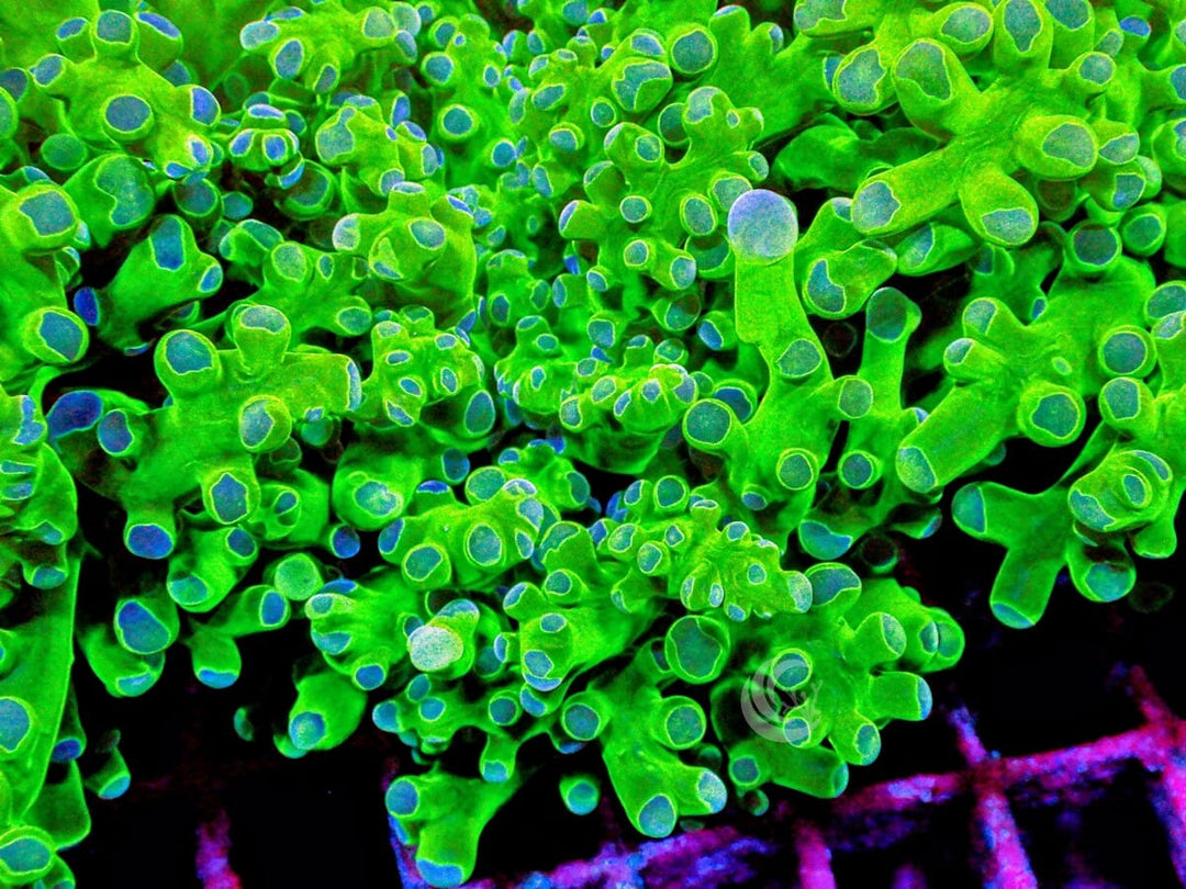 Purple tip Branching Frogspawn
