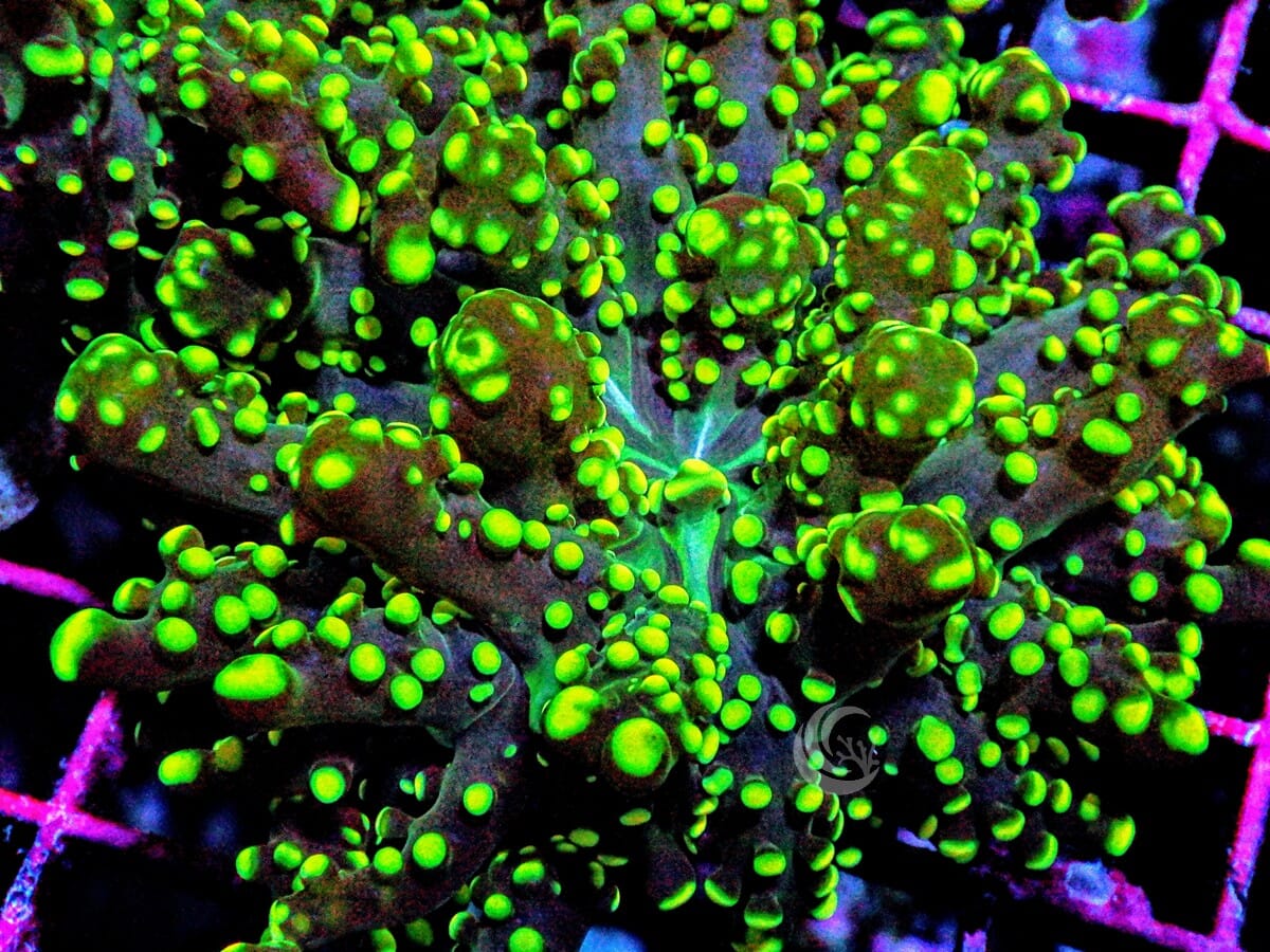 Green tip Branching Frogspawn