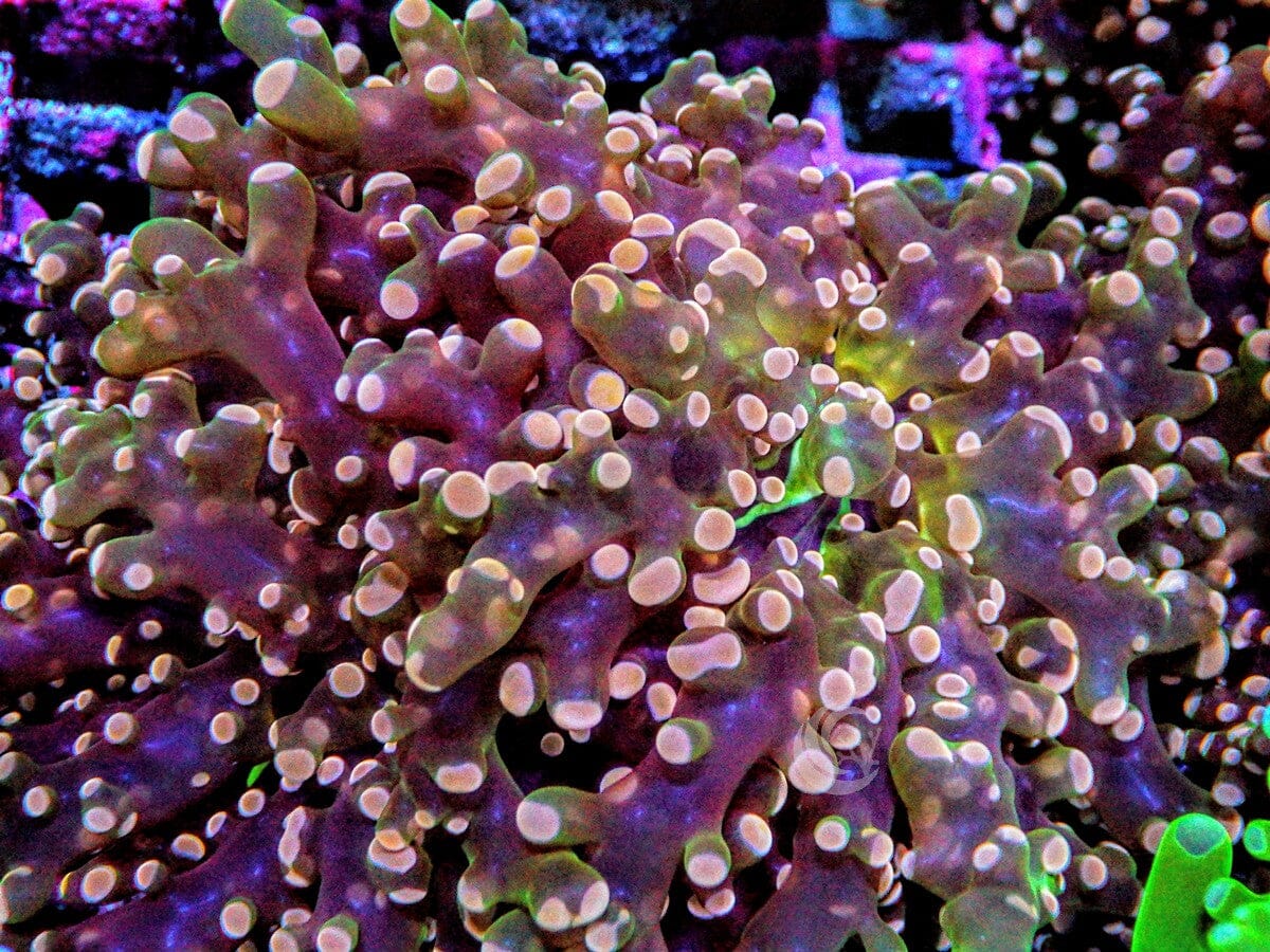 Red-Orange Branching Frogspawn