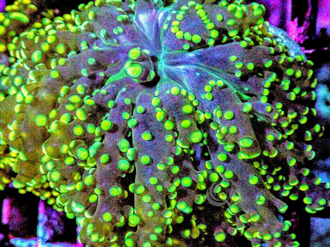 Green tip Branching Frogspawn
