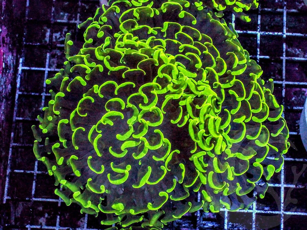 Neon Wall Hammer