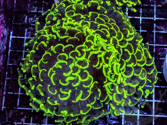 Neon Wall Hammer