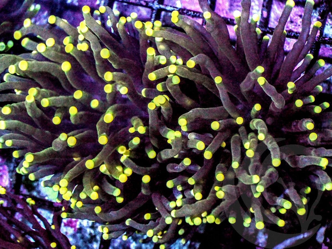 Lemon tip Torch
