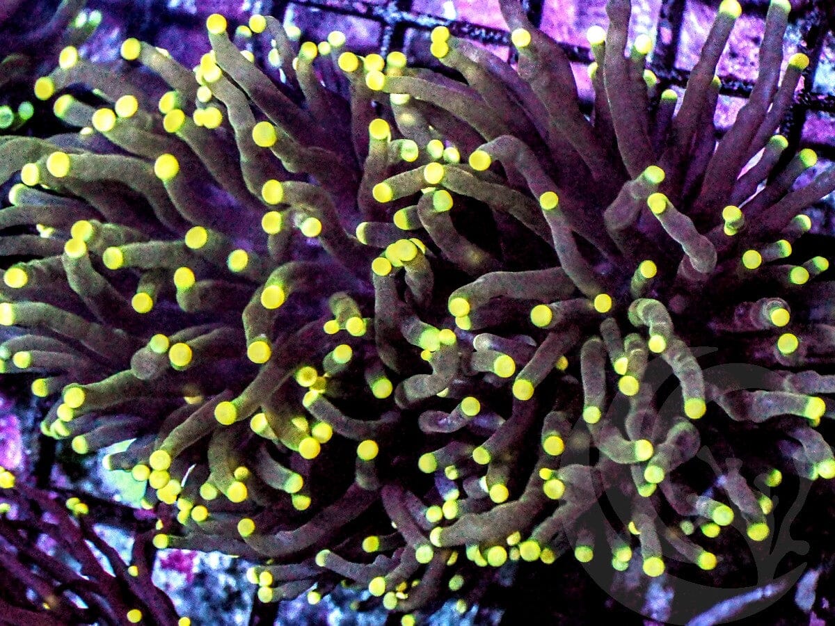 Lemon tip Torch