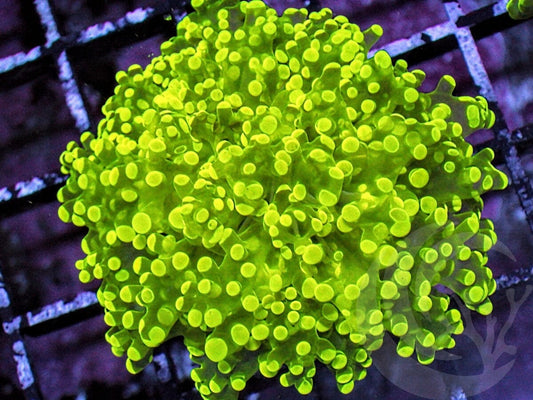 Neon Wall Frogspawn