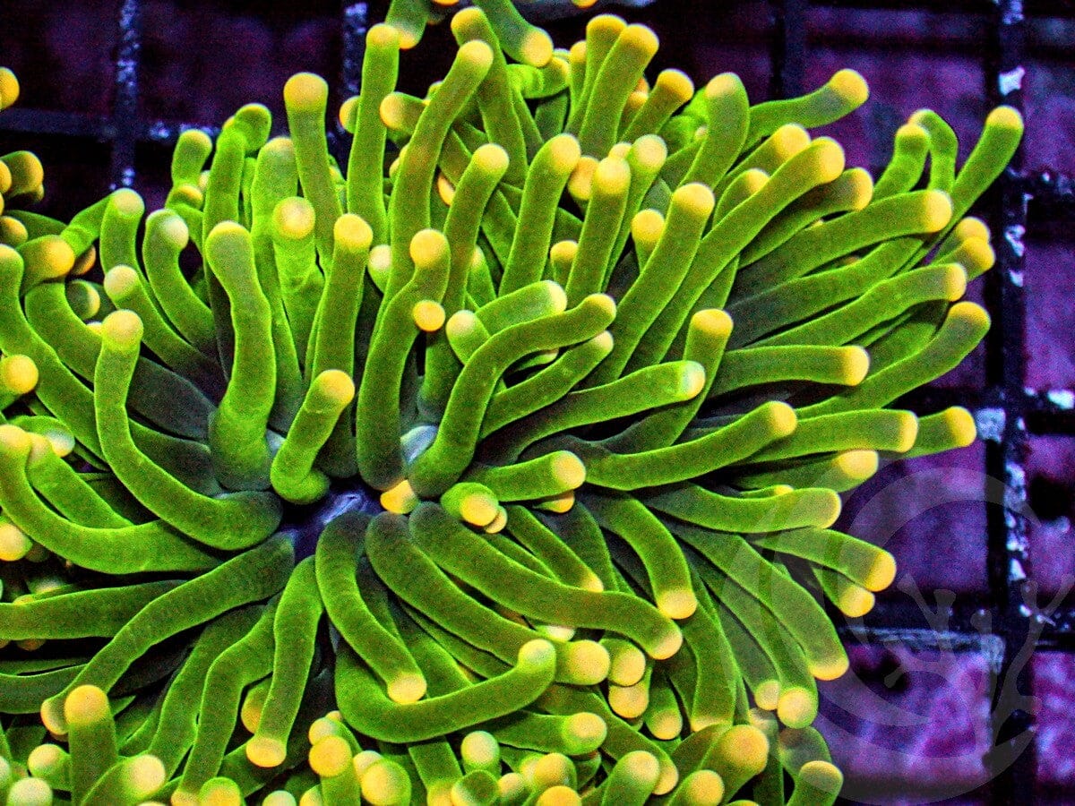 Bright Yellow tip Lime Torch