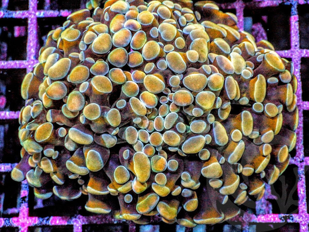 Gold tip Branching Hammer