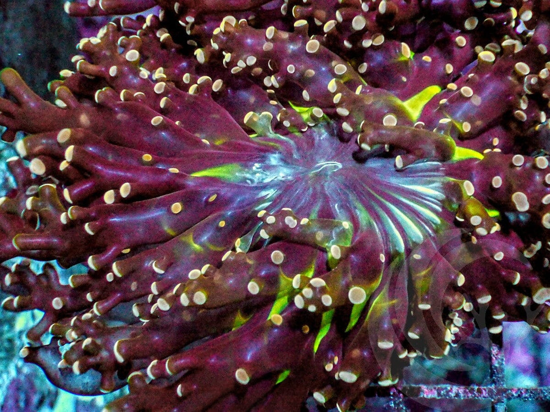 Reddish Branching Frogspawn with Yellow-Green Streaks