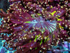 Reddish Branching Frogspawn with Yellow-Green Streaks