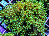 Green Branching Frogspawn