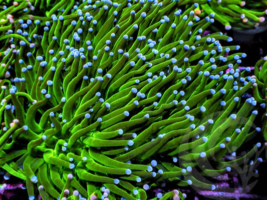 Blue tip Deep Green Torch