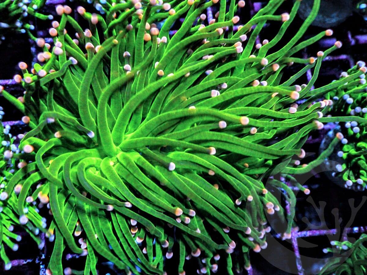 Pink tip Bright Green Torch