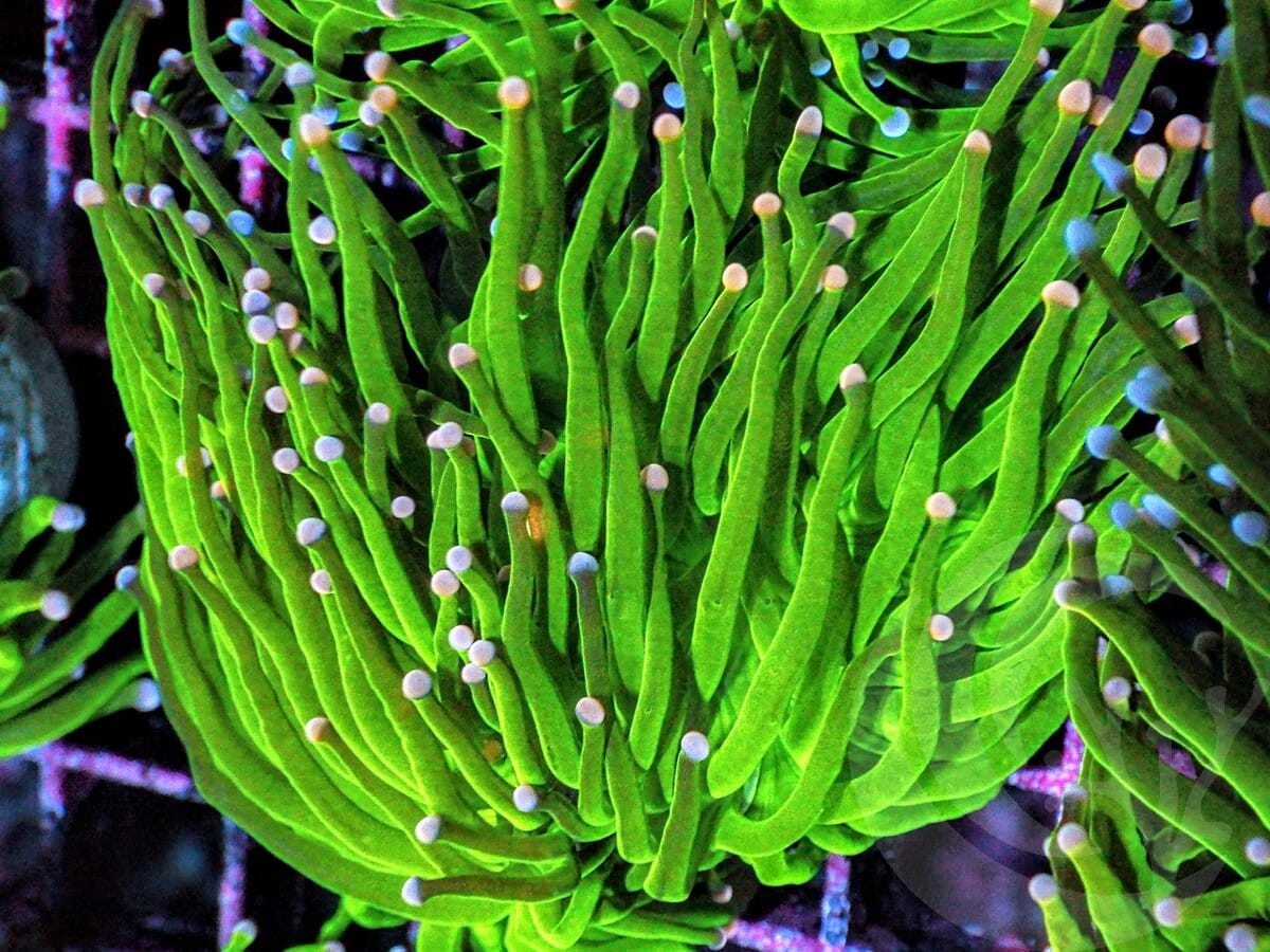 Pink tip Bright Green Torch